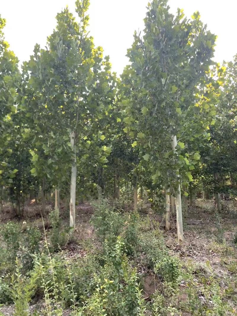 法桐基地常年供应3~30公分的法桐常年大量供应欢迎新老客