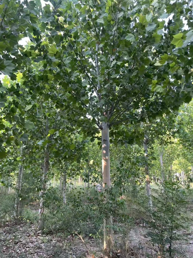 法桐基地常年供应3~30公分的法桐常年大量供应欢迎新老客