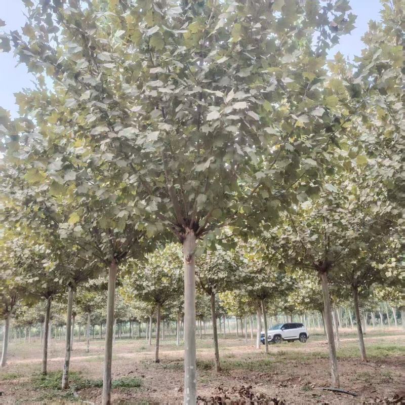 法桐基地常年供应3~30公分的法桐常年大量供应欢迎新老客