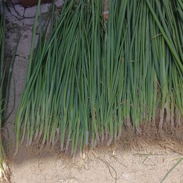 济宁梁山长白大葱苗大量上市有喜欢的联系