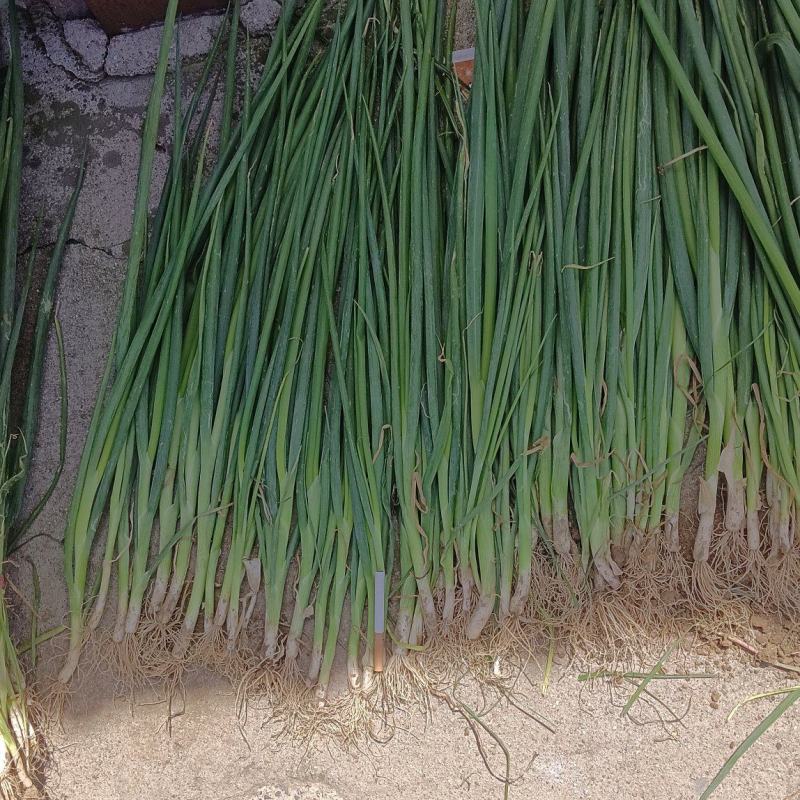 济宁梁山长白大葱苗大量上市有喜欢的联系