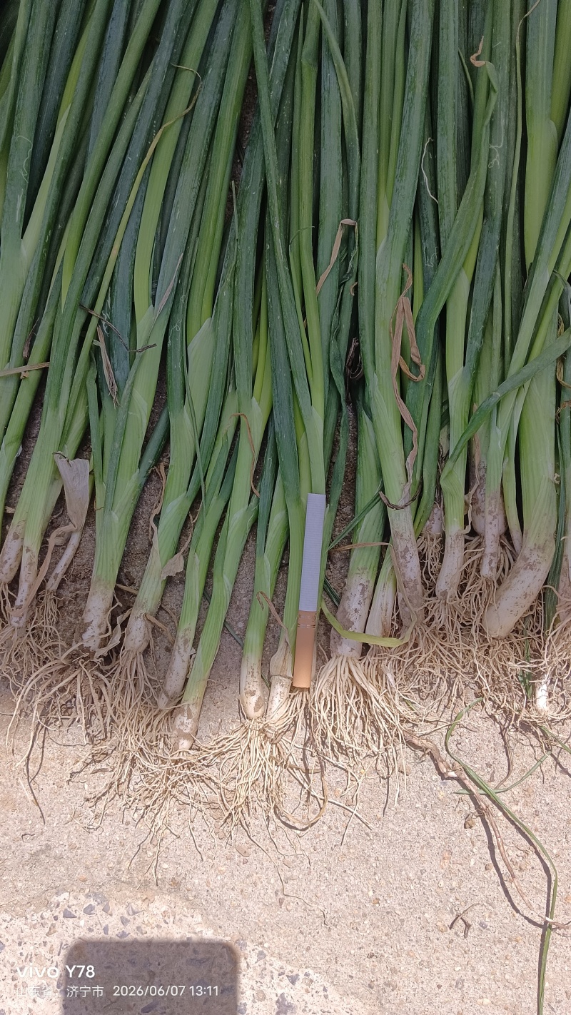 济宁梁山长白大葱苗大量上市有喜欢的联系