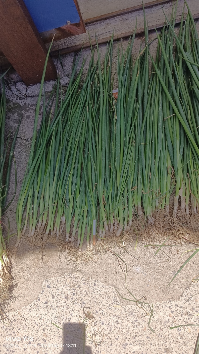 济宁梁山长白大葱苗大量上市有喜欢的联系