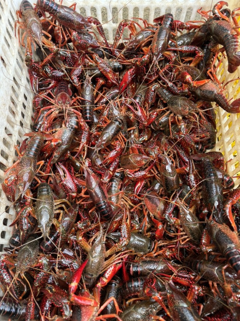 湖北洪湖清水小龙虾大闸蟹一手货源品质保证诚信合作