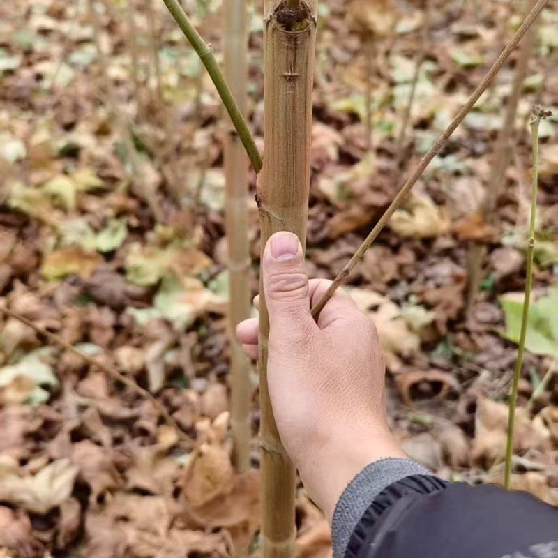 法桐基地常年供应2~30公分的法桐大小规格都有常年供应
