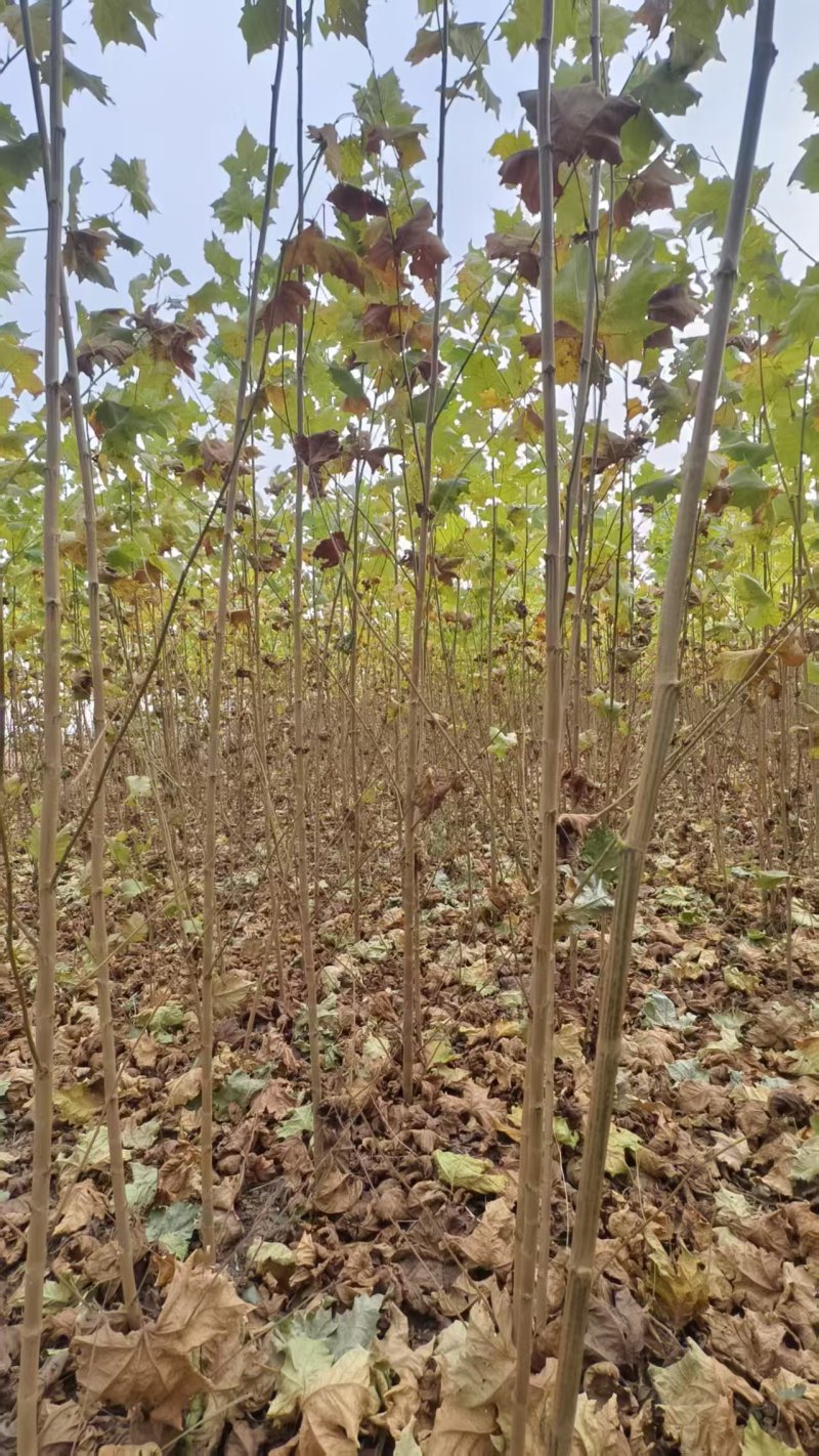法桐基地常年供应2~30公分的法桐大小规格都有常年供应