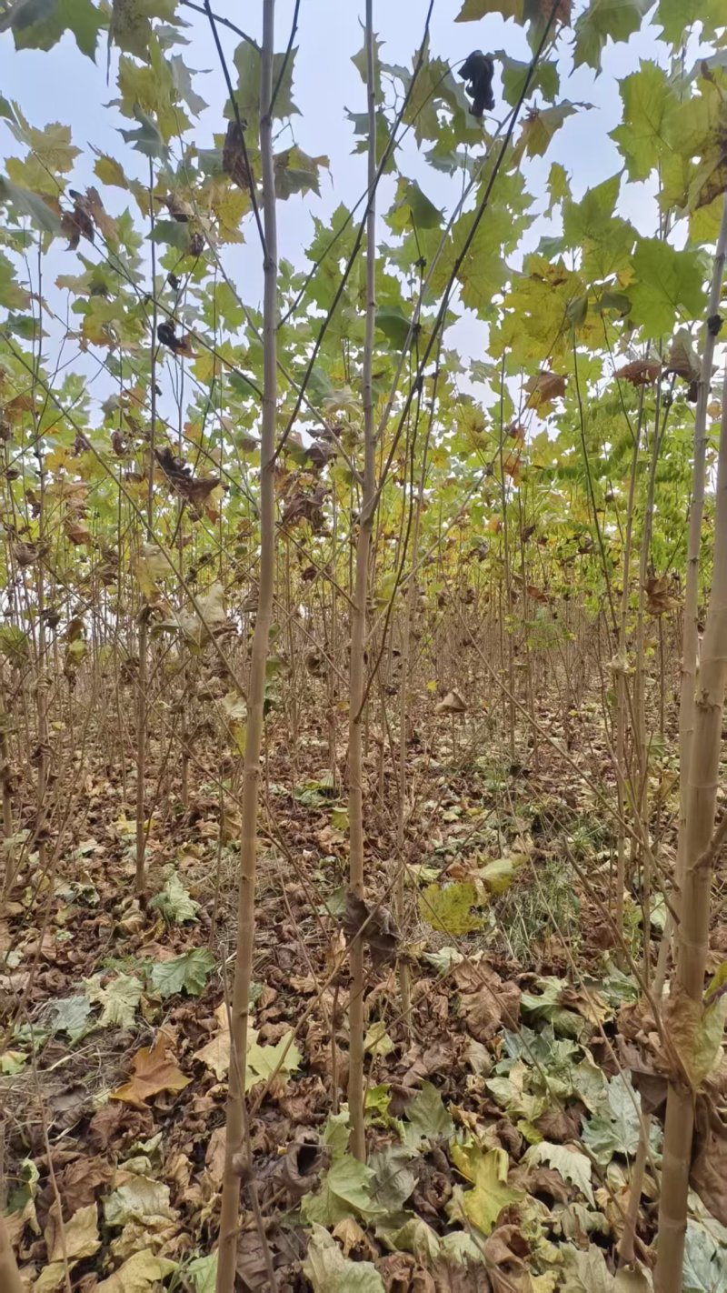 法桐基地常年供应2~30公分的法桐大小规格都有常年供应