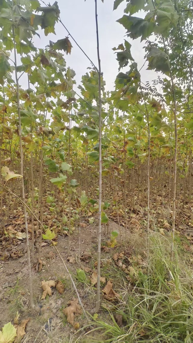 法桐基地常年供应2~30公分的法桐大小规格都有常年供应