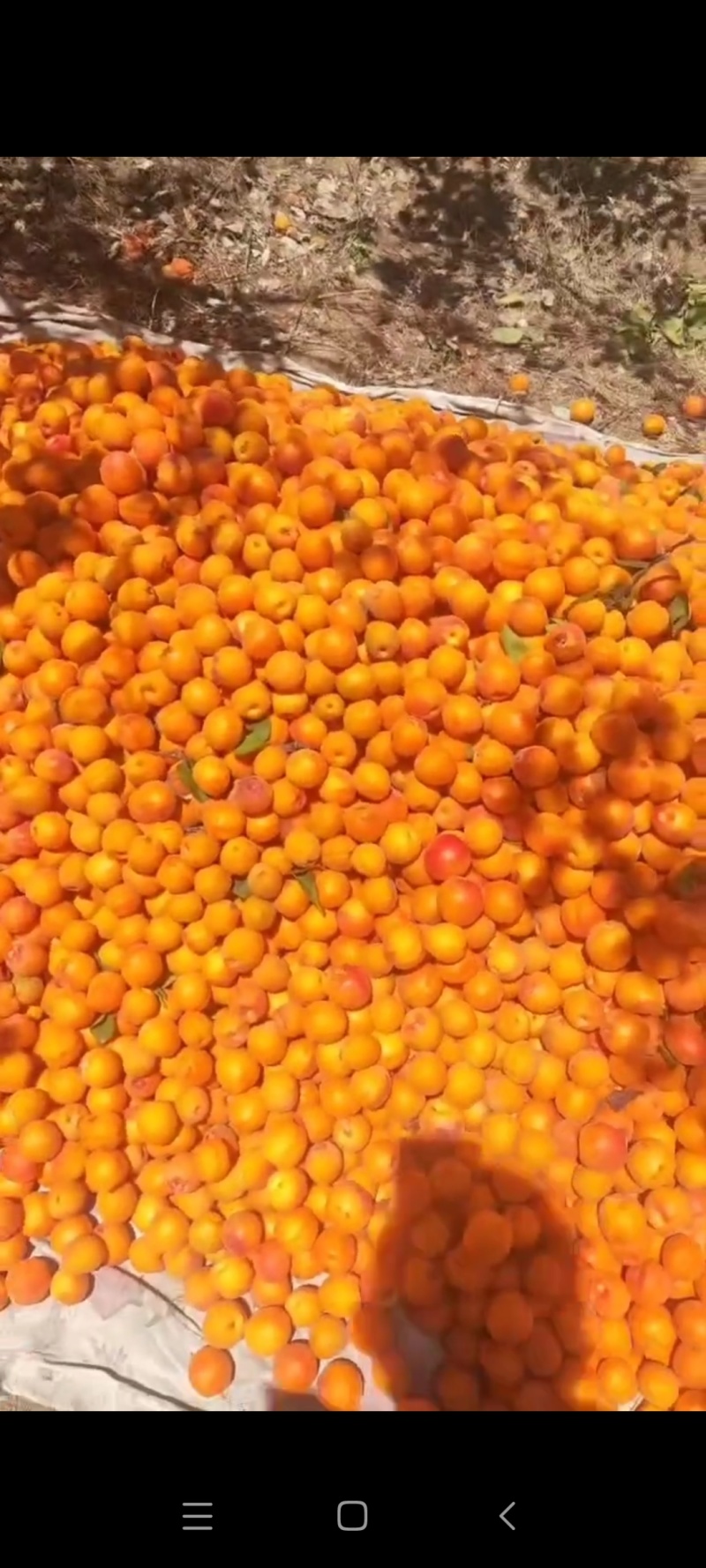 天水杏子大量上市最适合做杏干赶早市口感非常好