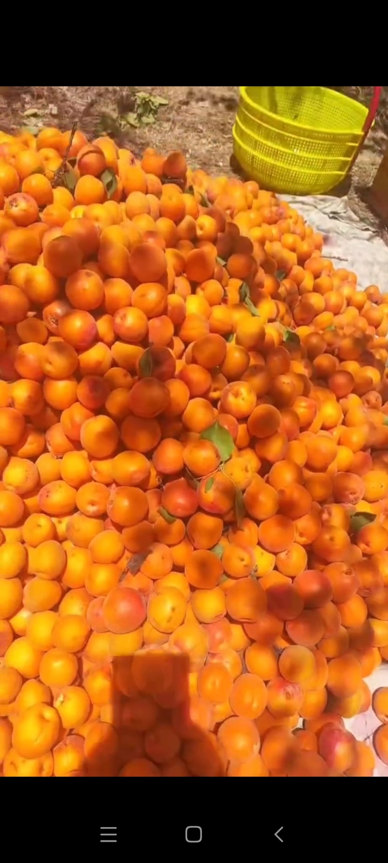 天水杏子大量上市最适合做杏干赶早市口感非常好
