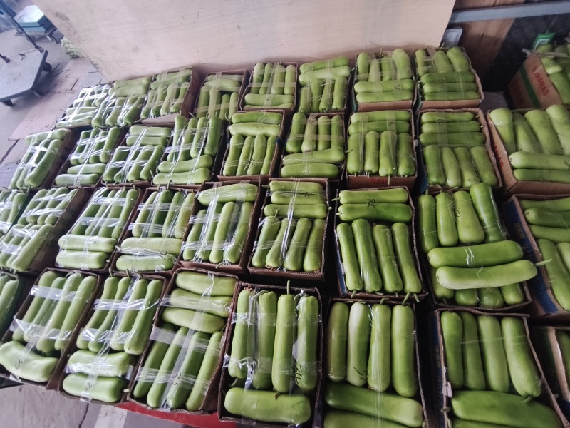 瓠子/瓠瓜/产地直发对接商超批发市场品质保证欢迎咨询
