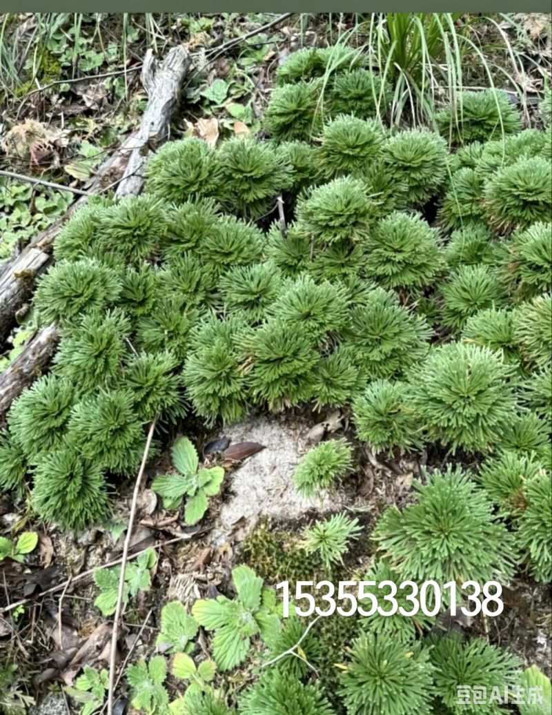 九死还魂草，卷柏，新鲜可种