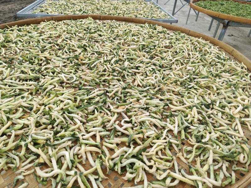 萝卜干！！！东北农村老乡小菜园种植的蔬菜