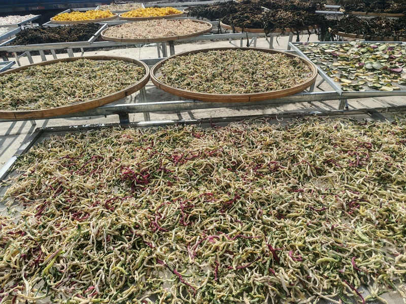 萝卜干！！！东北农村老乡小菜园种植的蔬菜