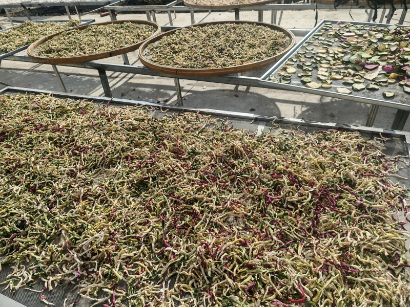萝卜干！！！东北农村老乡小菜园种植的蔬菜
