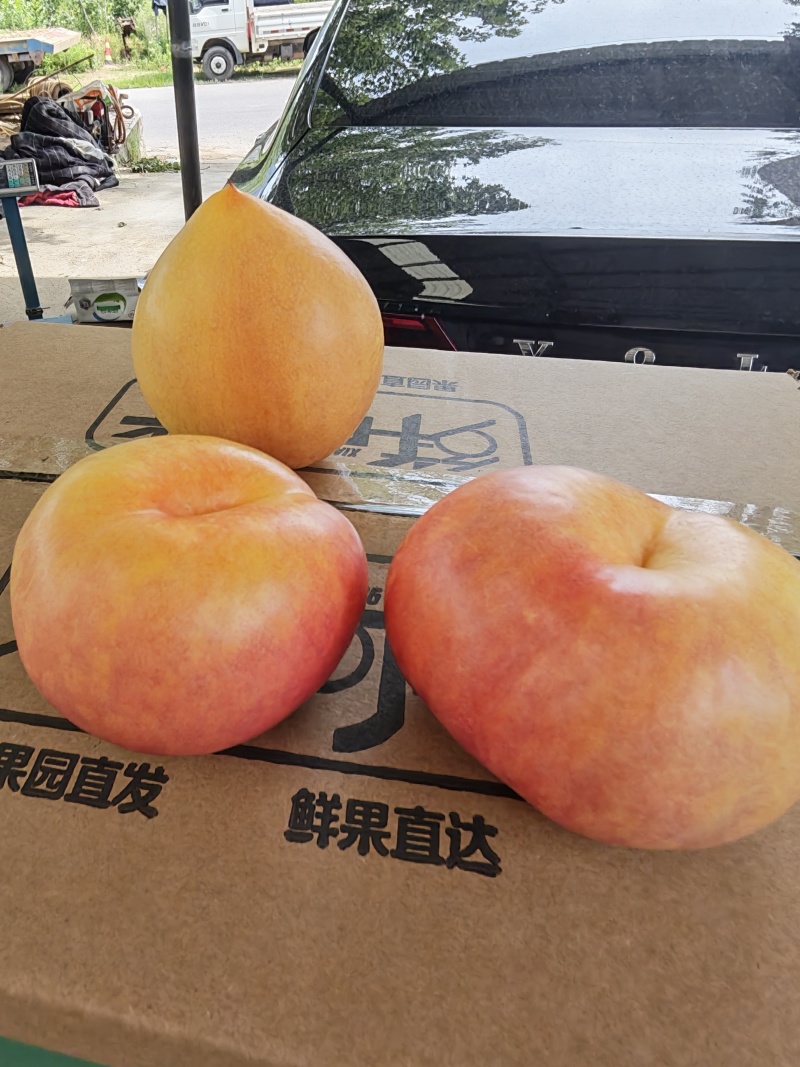 蒙阴蜜桃
