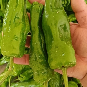 亳州鲜辣椒