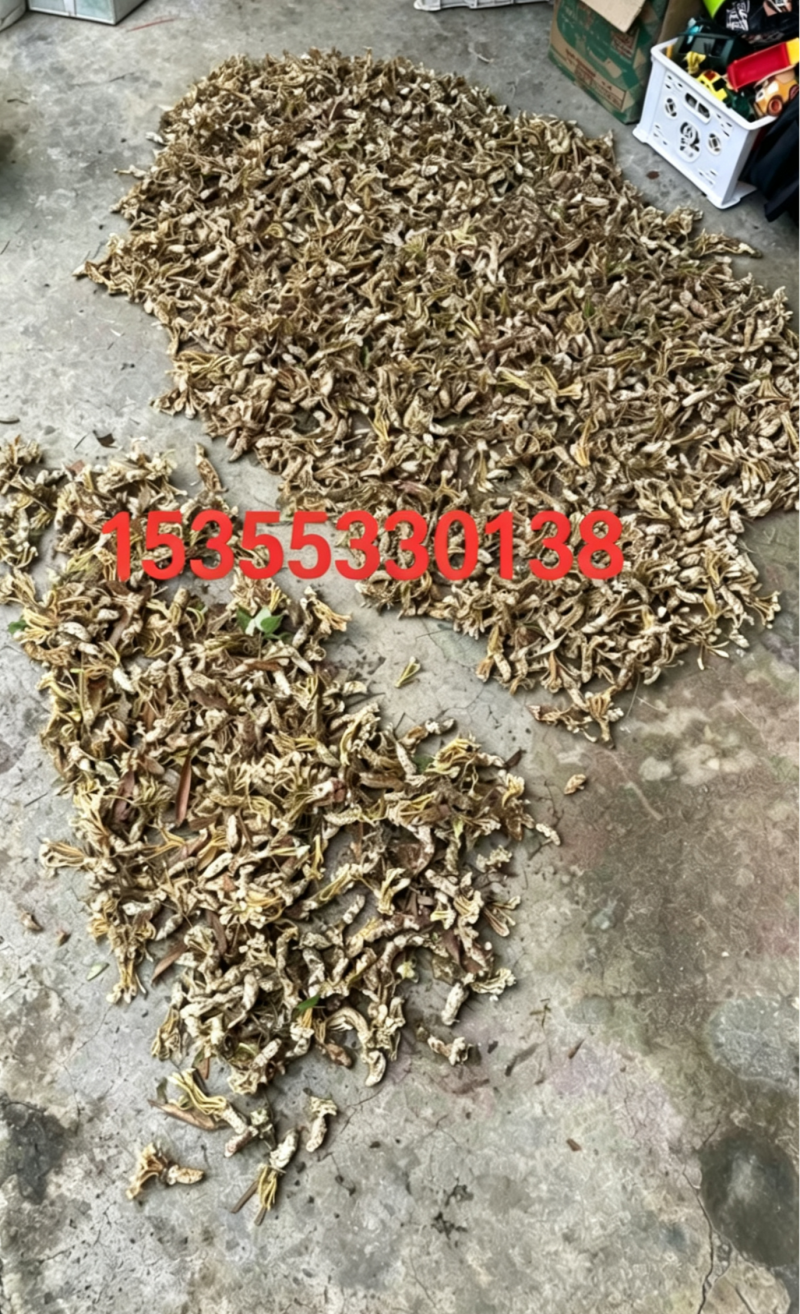 金蝉花新鲜货