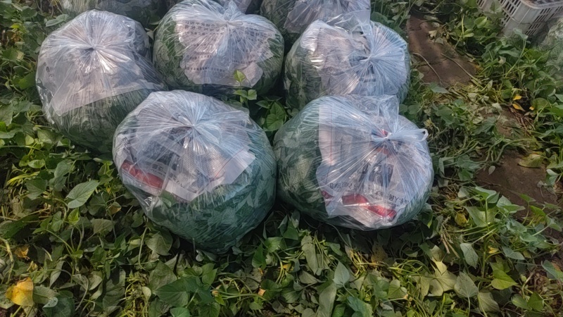 番薯叶，货发全国，常年有货