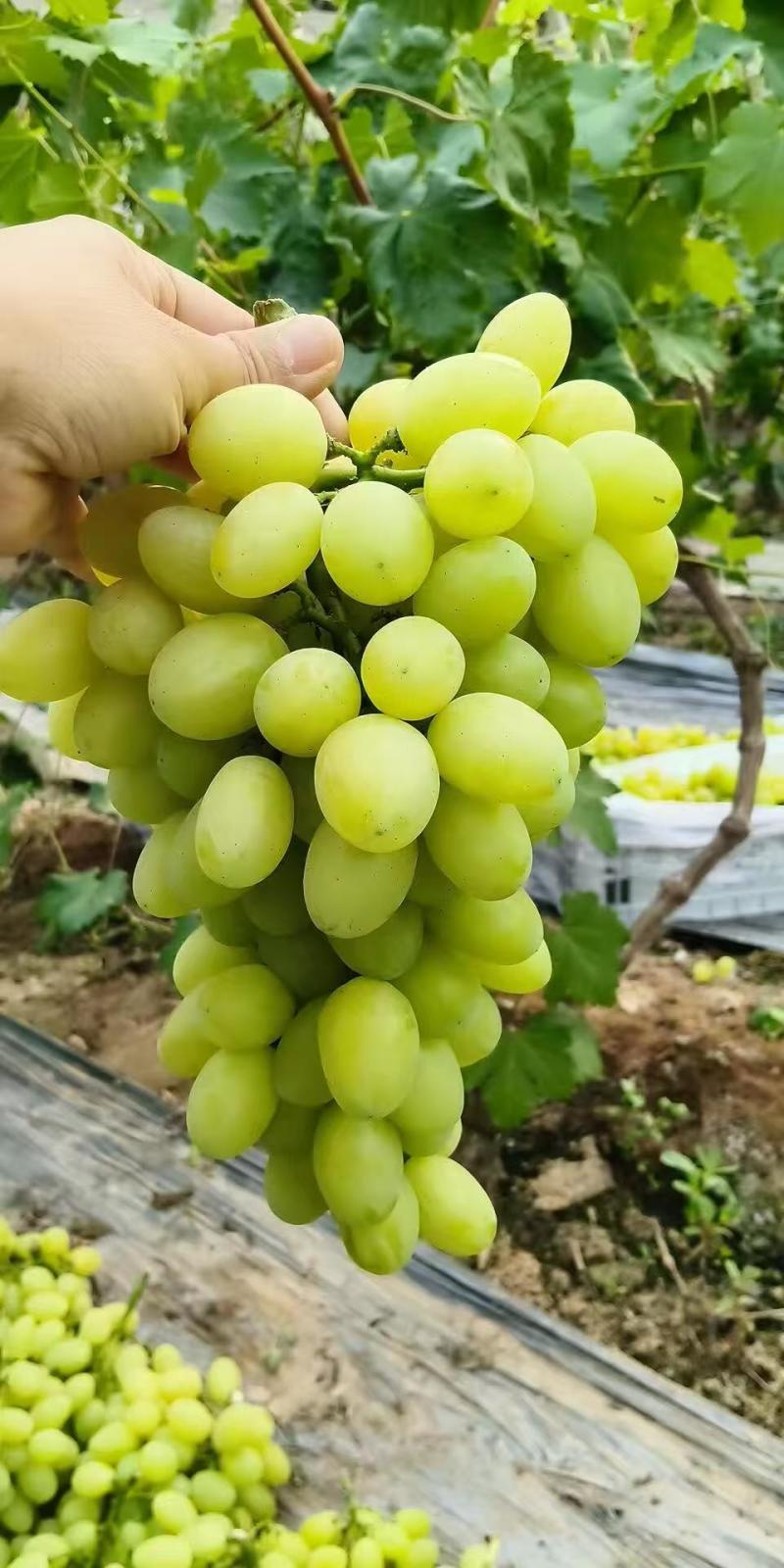 板车货饶阳维多利亚葡萄，酸甜可口大量供应