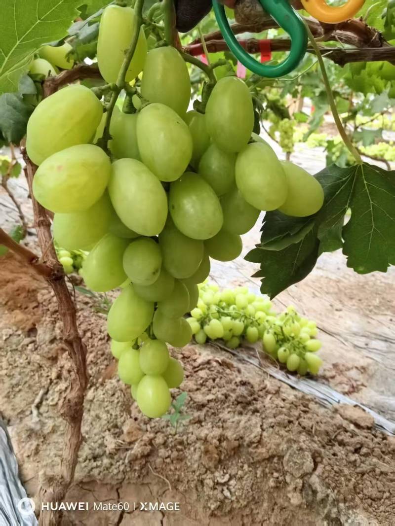 板车货饶阳维多利亚葡萄，酸甜可口大量供应