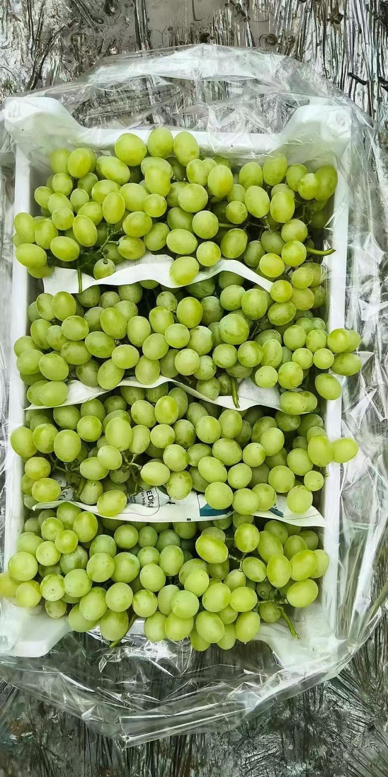 板车货饶阳维多利亚葡萄，酸甜可口大量供应