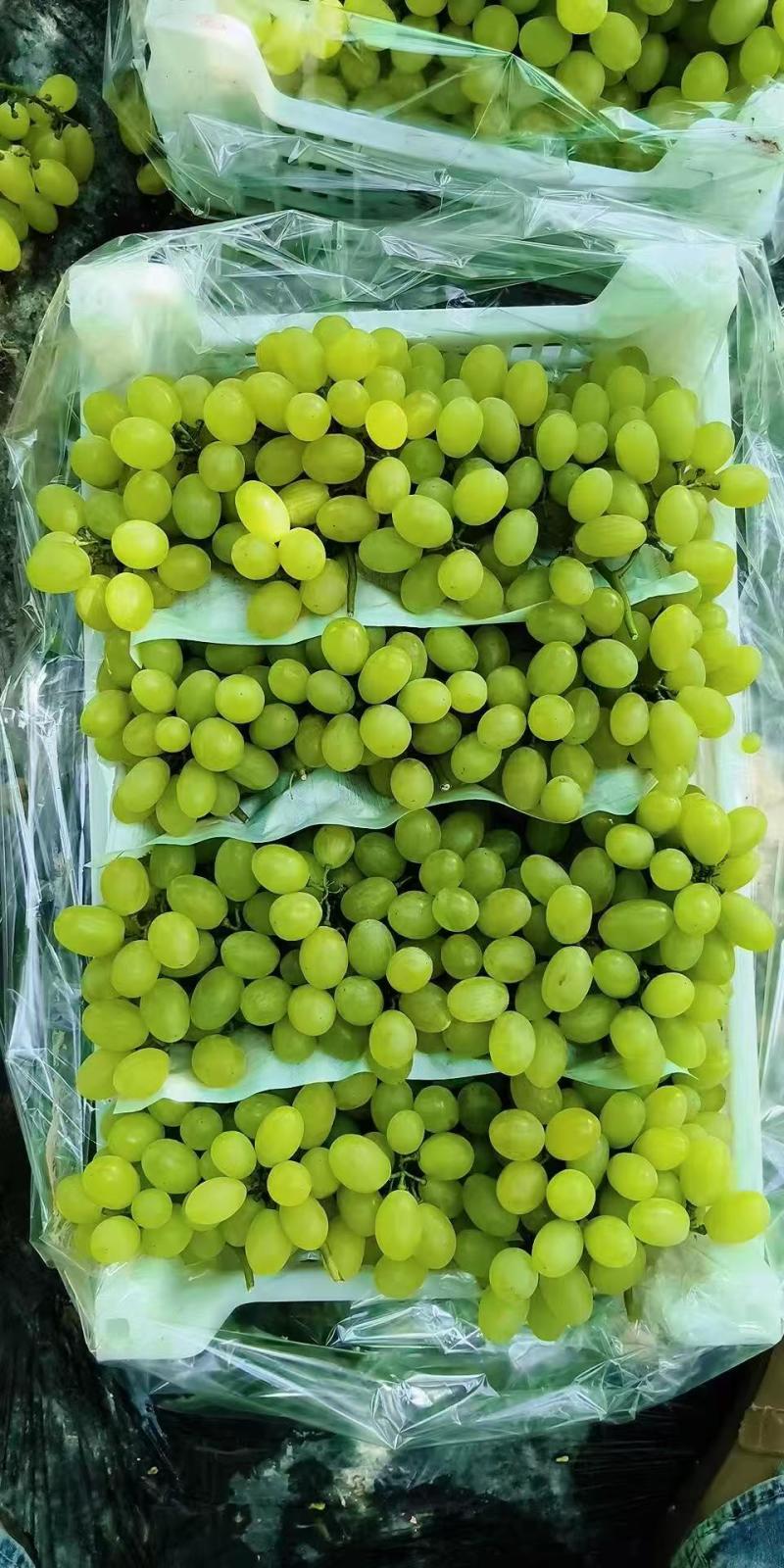 板车货饶阳维多利亚葡萄，酸甜可口大量供应
