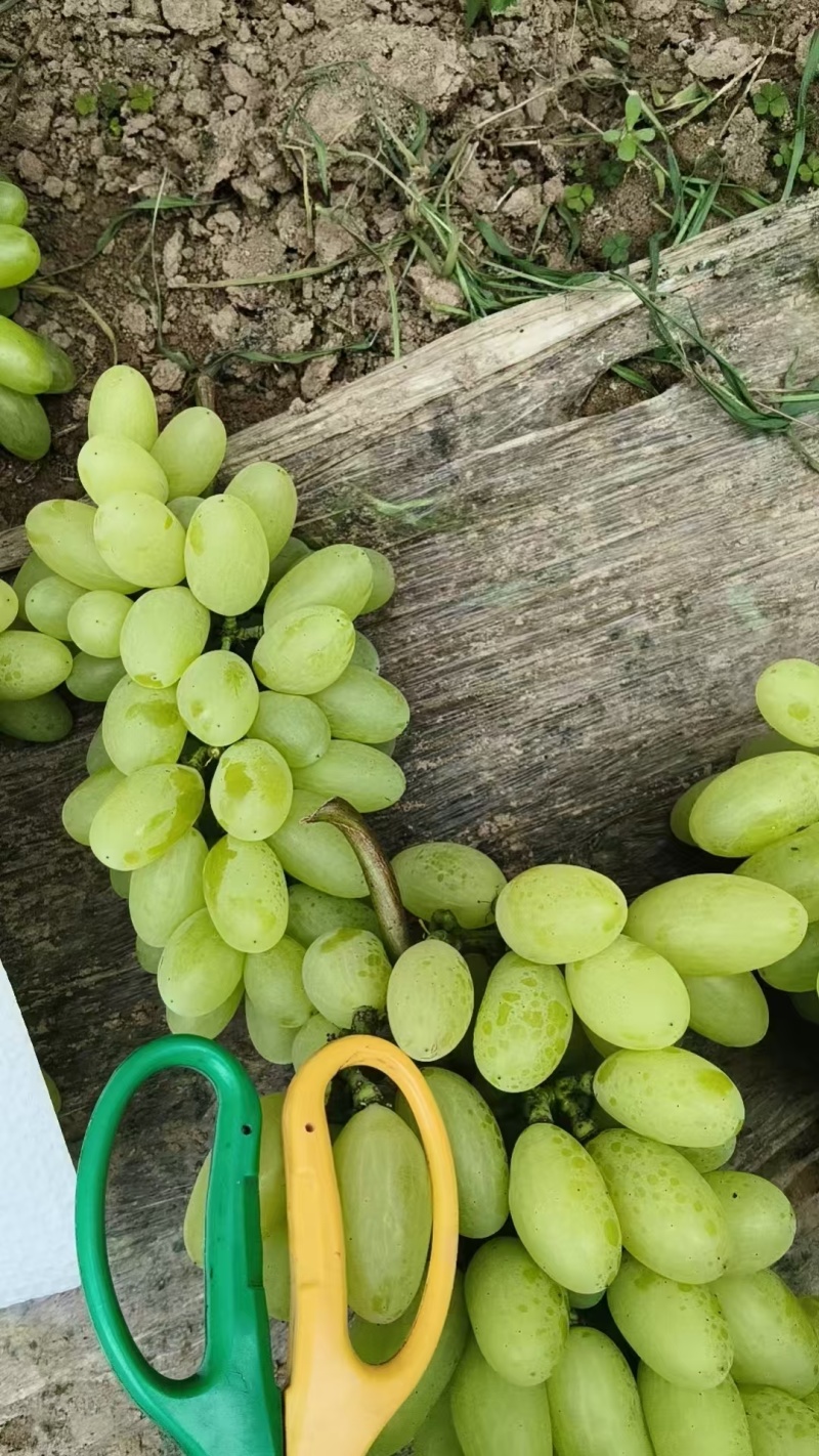 板车货饶阳维多利亚葡萄，酸甜可口大量供应