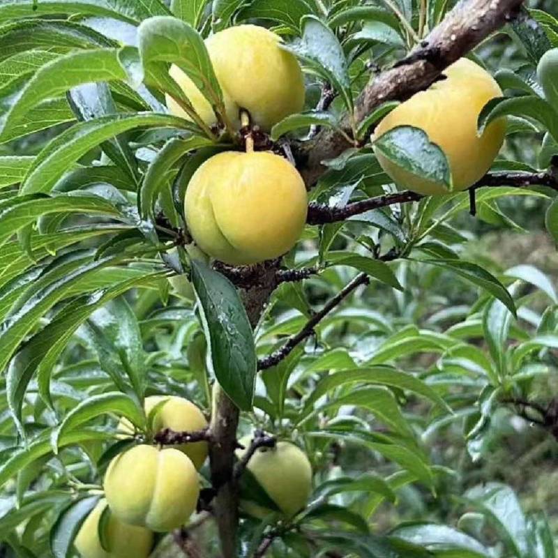 蜂糖李