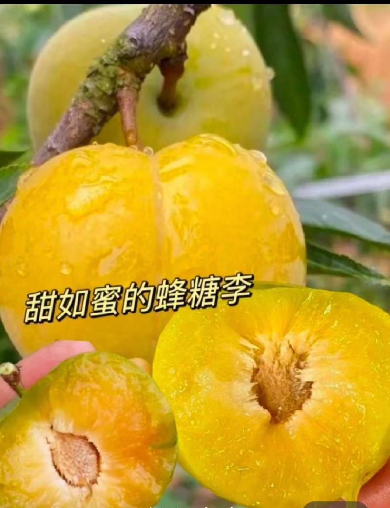 蜂糖李
