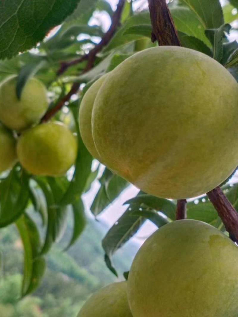 蜂糖李