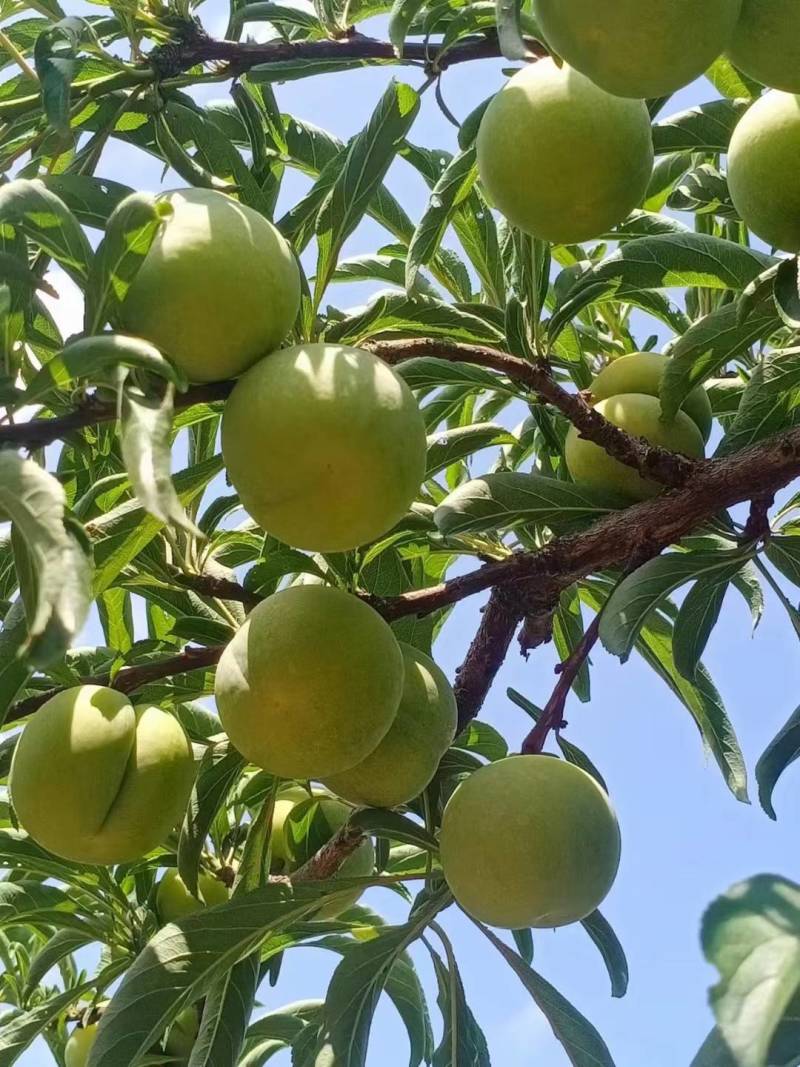 蜂糖李