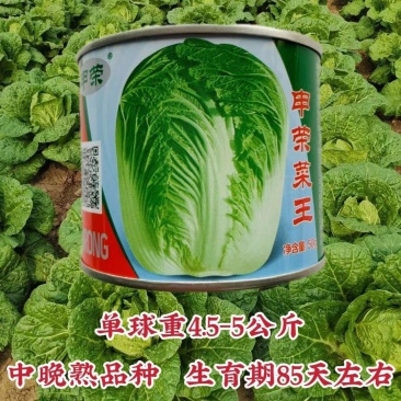 申荣菜王大白菜种子中晚熟叠抱叶柄薄而平基地专用秋季白菜籽