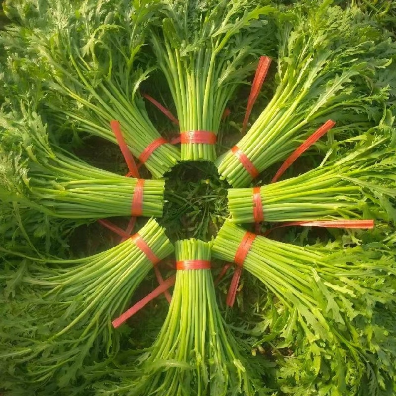 河北张家口市沽源茼蒿上市中