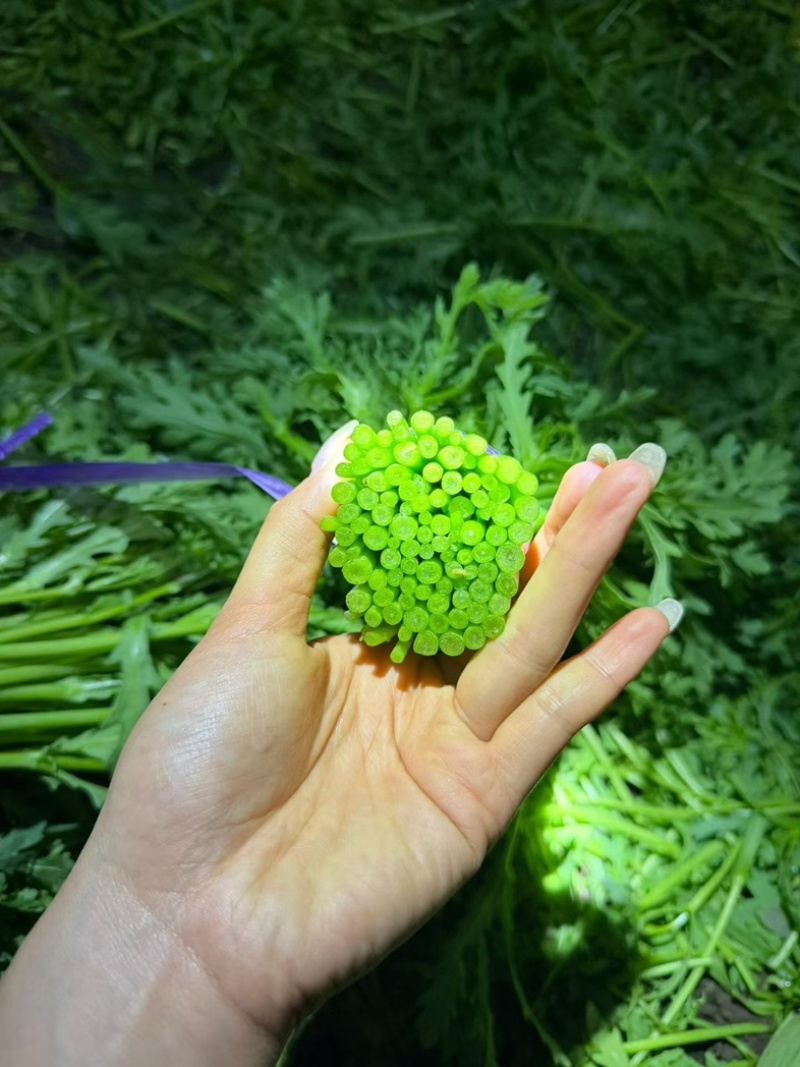 河北张家口市沽源茼蒿上市中