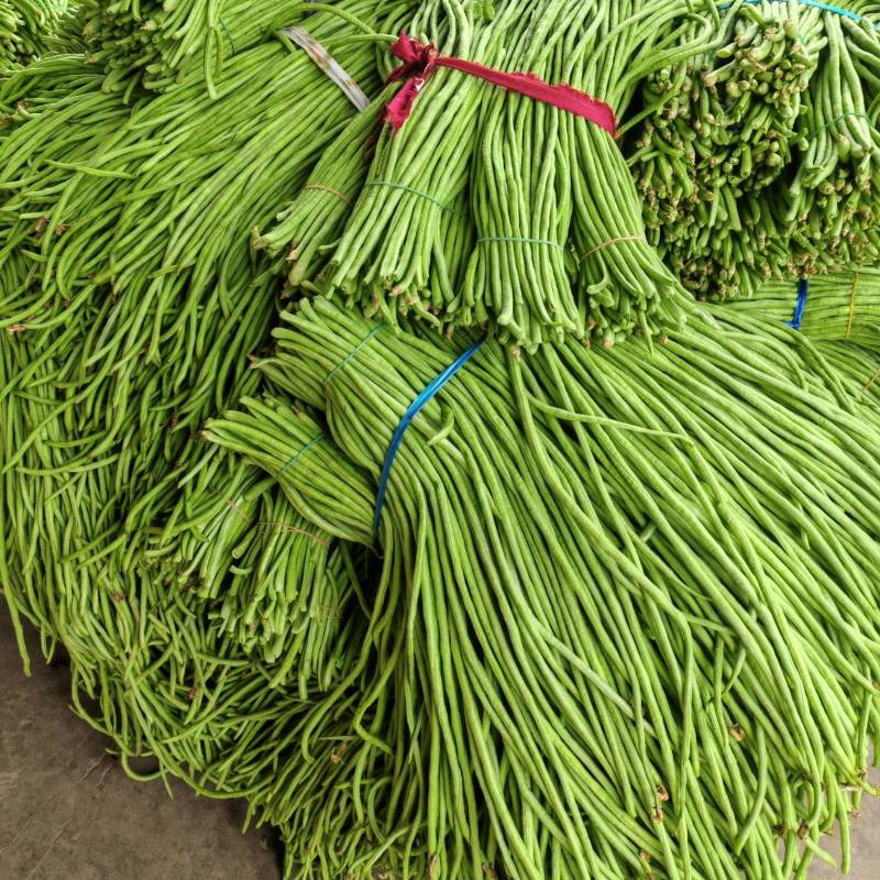 豆角青条豆角白豆角长豆角大量供应欢迎咨询订购