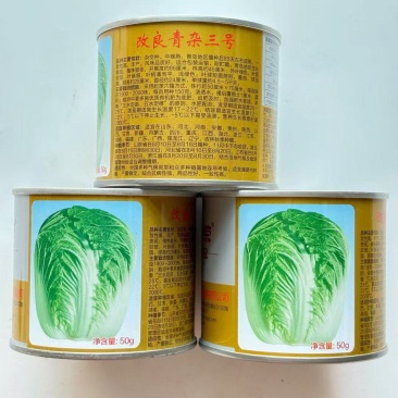 申荣改良青杂三号大白菜种子中晚熟抗病品质佳优选品种秋播白