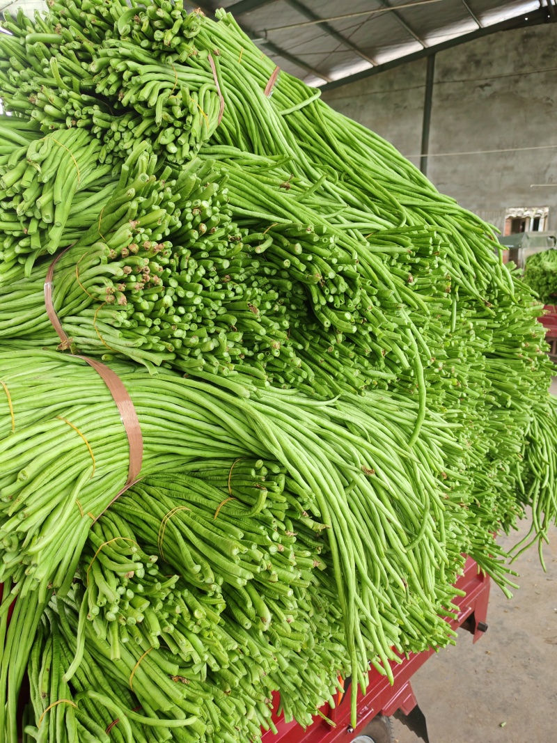 豆角青条豆角白豆角长豆角大量供应欢迎咨询订购