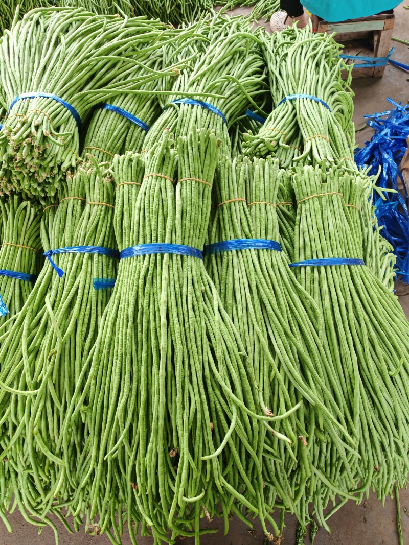 豆角青条豆角白豆角长豆角大量供应欢迎咨询订购
