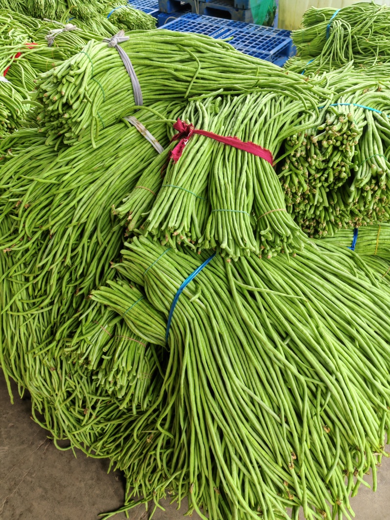 豆角青条豆角白豆角长豆角大量供应欢迎咨询订购