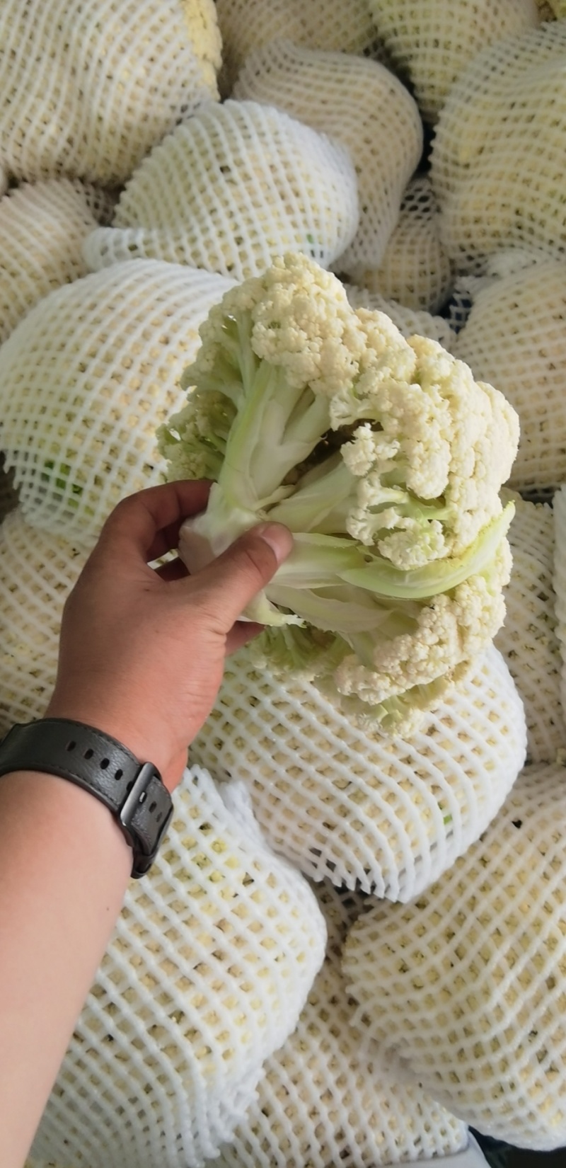 高原夏菜，花菜/散花/白散花/松花菜/松花大量上市