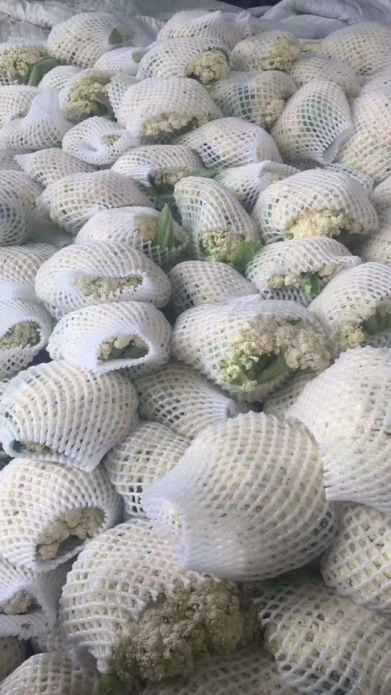 高原夏菜，花菜/散花/白散花/松花菜/松花大量上市