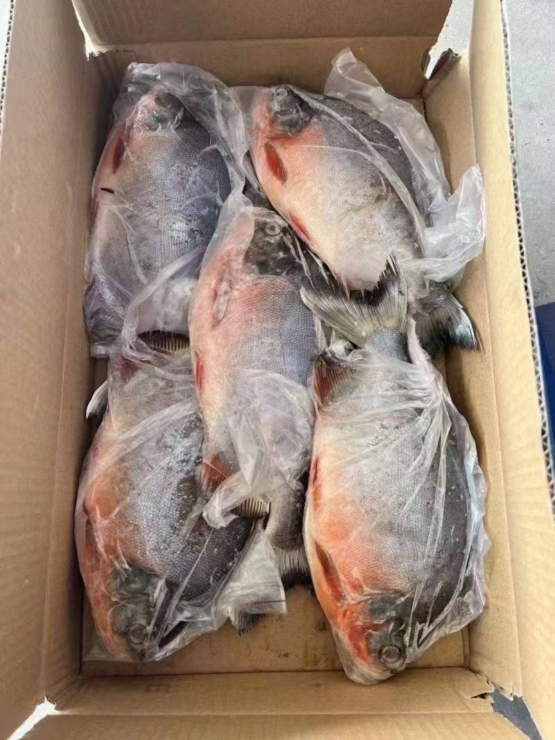红鲳鱼全规格长期有货货源稳定