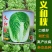 义和改良青杂三号白菜大白菜种籽山东种子中晚熟丰产大白菜种