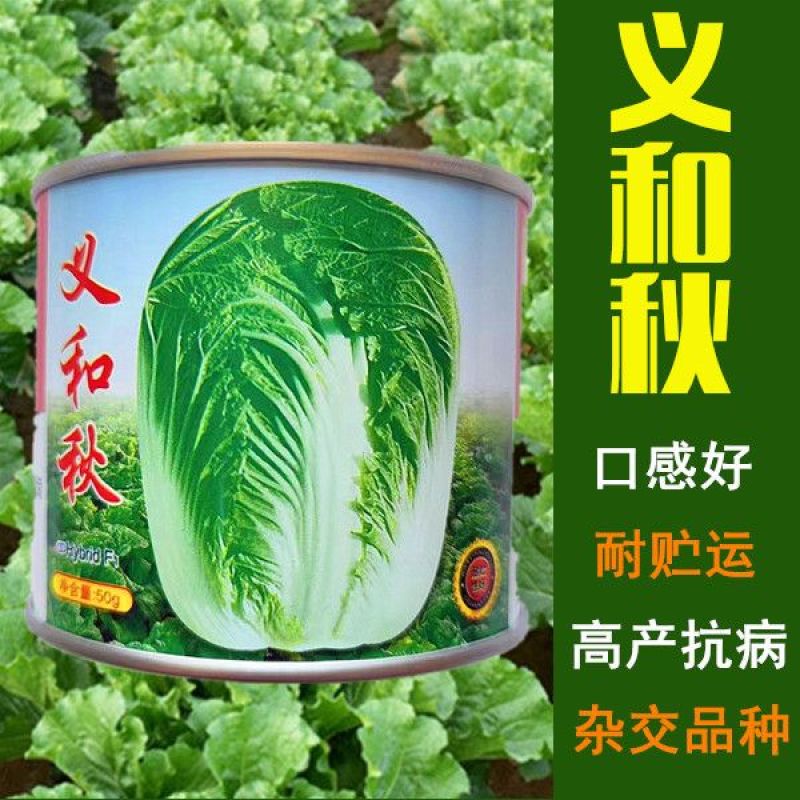 义和改良青杂三号白菜大白菜种籽山东种子中晚熟丰产大白菜种