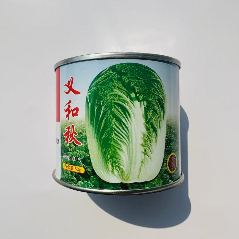 义和改良青杂三号白菜大白菜种籽山东种子中晚熟丰产大白菜种