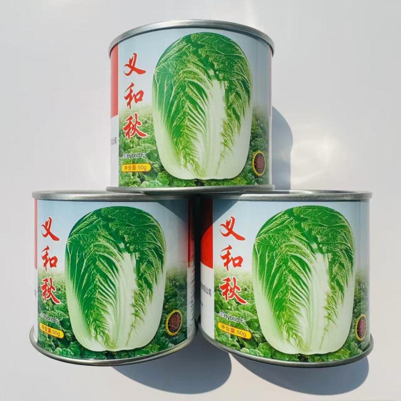义和改良青杂三号白菜大白菜种籽山东种子中晚熟丰产大白菜种