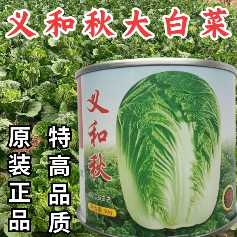 义和改良青杂三号白菜大白菜种籽山东种子中晚熟丰产大白菜种