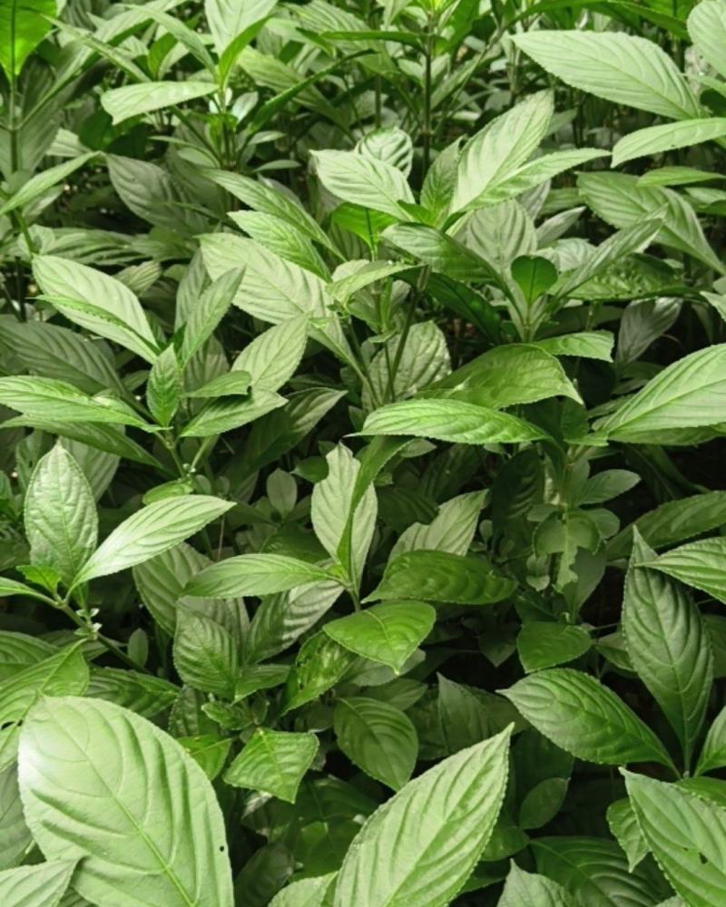 优良品质，叶片宽大，根茎强壮鲜嫩，