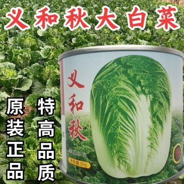 义和秋大白菜种子正宗山东胶州大白菜种籽孑高产蔬菜秋播冬储